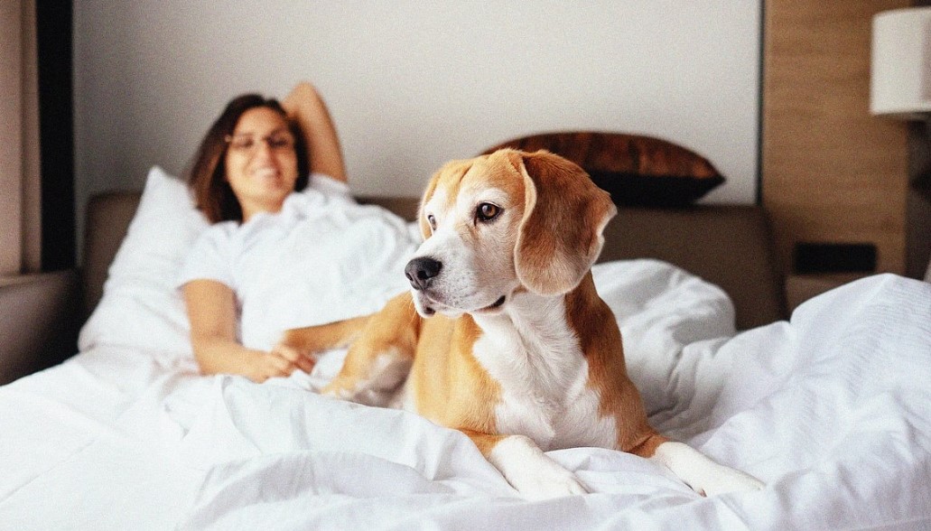 The 10 Best Cheap Pet friendly Hotels Near me New York, USA
